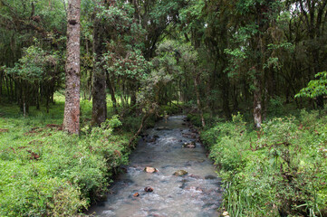 Fototapeta na wymiar river in the woods , brazil