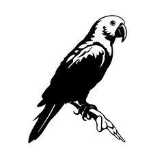parrot silhouette illustration 