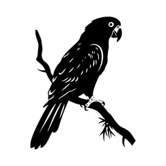 parrot silhouette illustration 