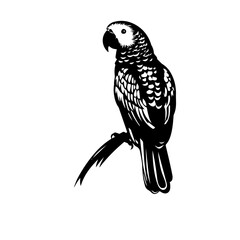 parrot silhouette illustration 