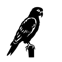 parrot silhouette illustration 