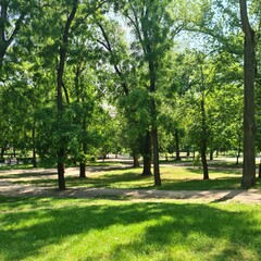 Fototapeta na wymiar A path with trees on either side