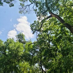 A group of trees with blue sky and clouds