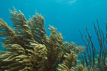 Fototapeta na wymiar Underwater landscape with sea plum,