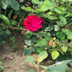 A red rose in a bush