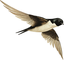 Swallow isolated on transparent background, old-style illustration with grain