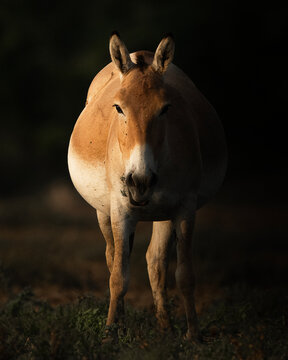 Indian Wild Ass (Equus hemionus khur), commonly known as the Ghudkhar, is a subspecies of the onager native to South Asia.