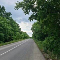 A road with trees on the side