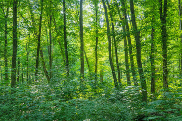 Sunlight in the green forest, spring time