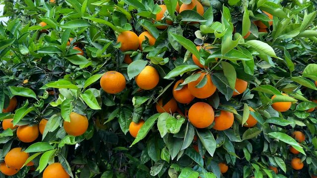Orange mandarin tree. Orange fruit farm field. Vibrant orange citrus fruits in garden. Mandarin trees at farm plantation cultivated in Mediterranean. Harvest season in Spain. Citrus Tangerine plant.