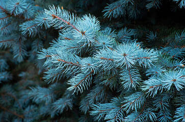 Branches of blue fir tree. Background