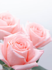 Fototapeta na wymiar Beautiful pink blossoming roses, close up view.