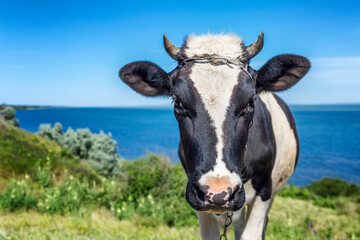 A cow walks in a field against the backdrop of the sea on a bright sunny day. Love and tenderness for nature and animals. Close-up.