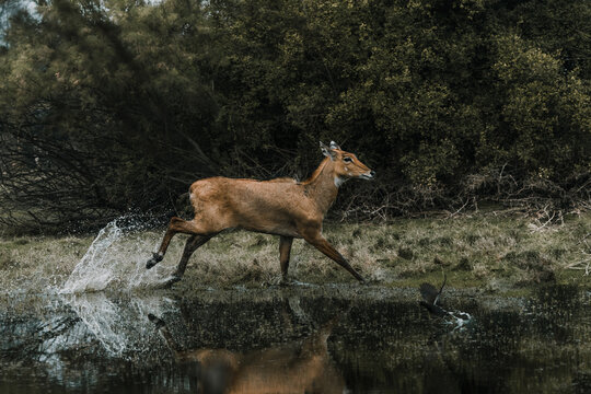 hough not listed by CITES or USFWS, nilgai still suffer from habitat loss and poaching. Forests buffering residential areas are on the decline and the animal is losing its original habitat. 