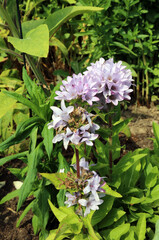 Blue Clustered Bellflower blooms, Devon England
