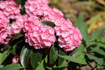 Closeup of pink Mountain Laurel blooms, Devon England
