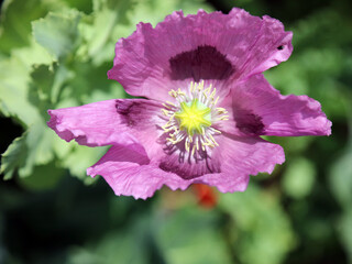 Overhead view of a purple Oriental Poppy, Somerset, England
