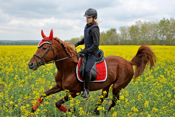 Purebred horse with rider on a rapeseed field outdoors in rural scene
