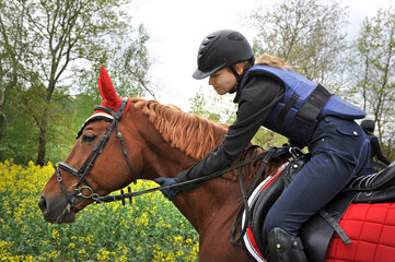 Purebred horse with rider on a rapeseed field outdoors in rural scene