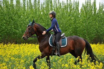 Purebred horse with rider on a rapeseed field outdoors in rural scene