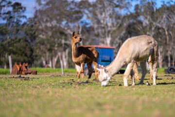 Obraz na płótnie Canvas herd of alpaca, alpacas grazing in a field. white llama in a meadow in australia