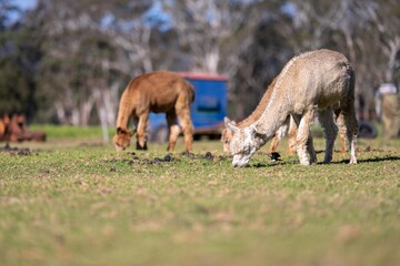 herd of alpaca, alpacas grazing in a field. white llama in a meadow in australia