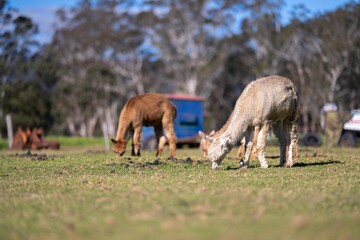 herd of alpaca, alpacas grazing in a field. white llama in a meadow in australia