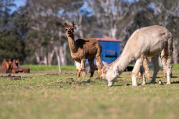 Naklejka na ściany i meble herd of alpaca, alpacas grazing in a field. white llama in a meadow in australia
