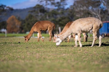 herd of alpaca, alpacas grazing in a field. white llama in a meadow in australia