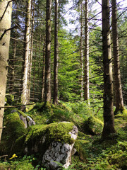 Majestic trees in the forest. Green moss on the stones. Pine trees, high trunks. Summer woods....