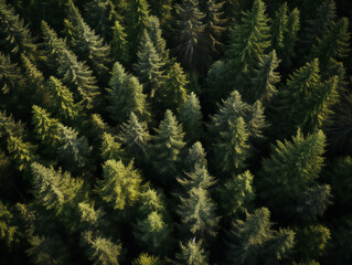 Aerial view of a green boreal forest filled with spruce trees