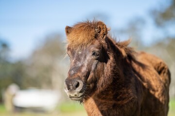 Obraz premium brown pony and miniature horse close up in a field in australia