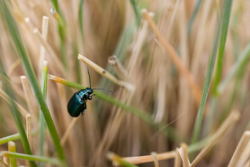 Alder leaf beetle. Agelastica alni