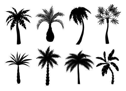 Different palm trees black silhouettes. Beach exotic plants, summer tropical flora, miami and hawaii southern trees, vector illustration