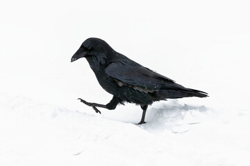 An adult Raven walking through the snow