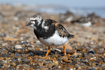 A group of Turnstones feeding on a Norfolk beach