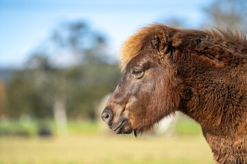Obraz premium brown pony and miniature horse close up in a field in australia