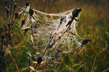 Autumn cloudy morning, the grass has already turned yellow and withered, the spider has wove a...