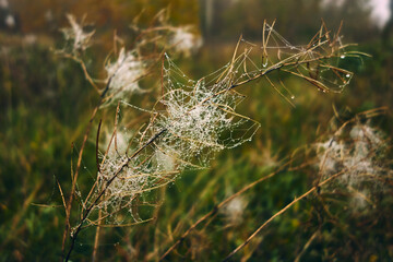The grass in the meadow has dried up, autumn has come, the spider has made a thick web, and many drops of morning dew shine in it, autumn mood