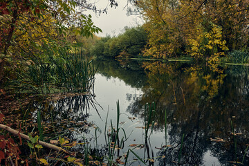 A small forest river flows slowly and calmly, the banks are overgrown with grass and trees, autumn...