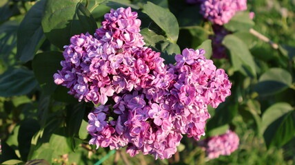 flowers in the garden