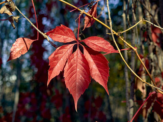 Branch of Parthenocissus, beautiful leaves of juicy red color are illuminated by the autumn sun, autumn mood of nature