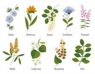honey plants, herbs and flowers. Vector botanical illustration for packaging and design.