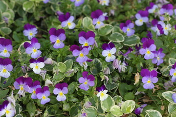 flowers in the garden