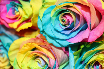 Obraz na płótnie Canvas Closeup of beautiful rainbow roses