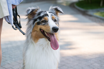 Australian collie portrait in urban park area. Tricolor merle aussie shepherd dog on the leash