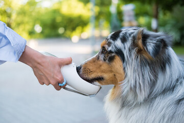 Giving water to a dog from portable water dispenser outdoors. Keeping pets hydrated, drinking dog