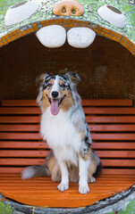 Cute portrait of a happy aussie shepherd dog sitting on a bench. Australian blue merle collie dog real life portrait