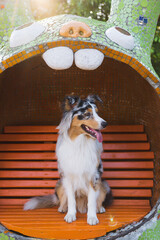 Cute portrait of a happy aussie shepherd dog sitting on a bench. Australian blue merle collie dog real life portrait