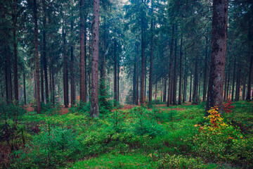 Fototapeta premium misty evergreen forest